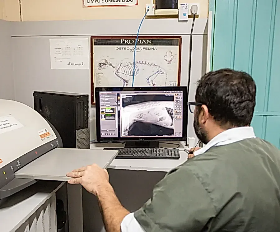 Funcionário posiciona a placa na leitora de radiologia digital, com a radiografia de um gato aberta no monitor ao lado.