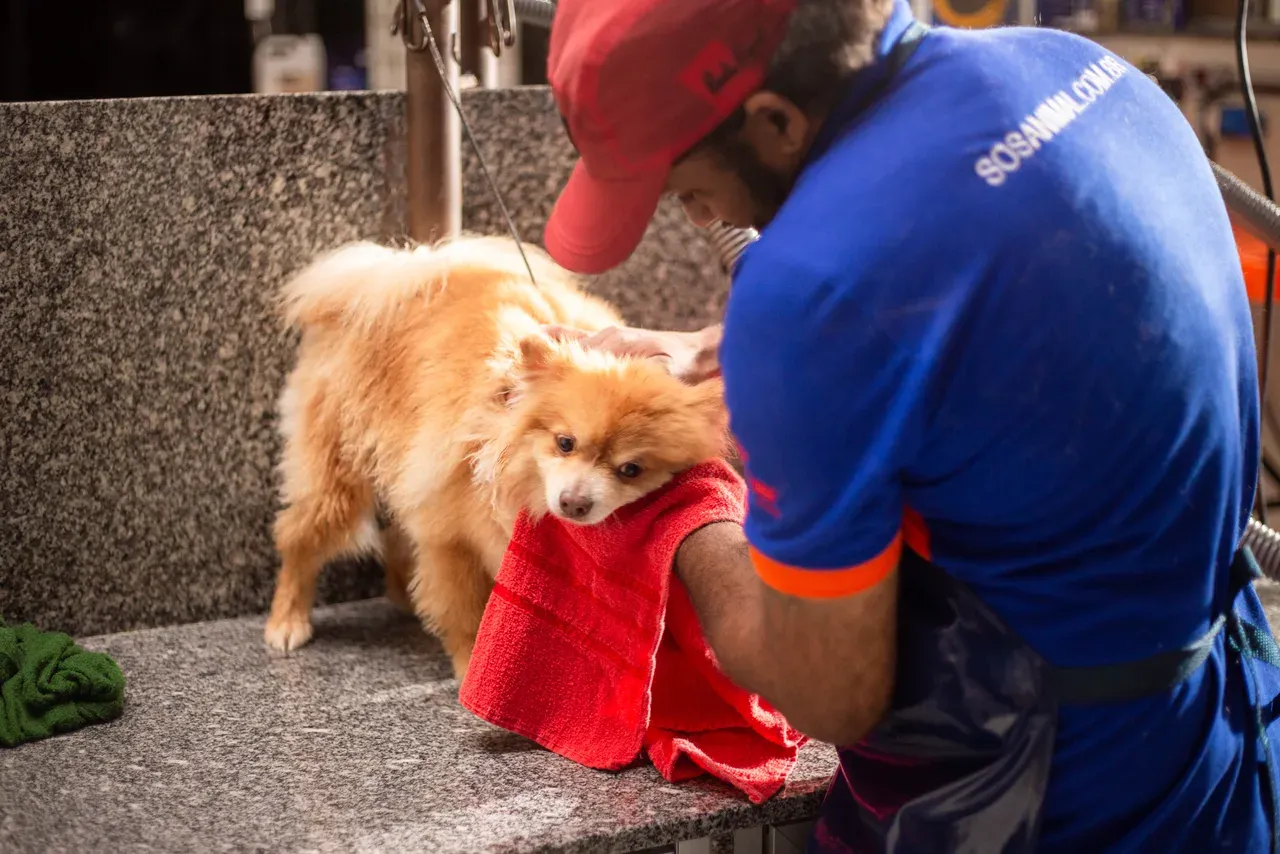 Profissional do hospital secando com uma toalha vermelha um cão lulu da pomerânia sobre a bancada