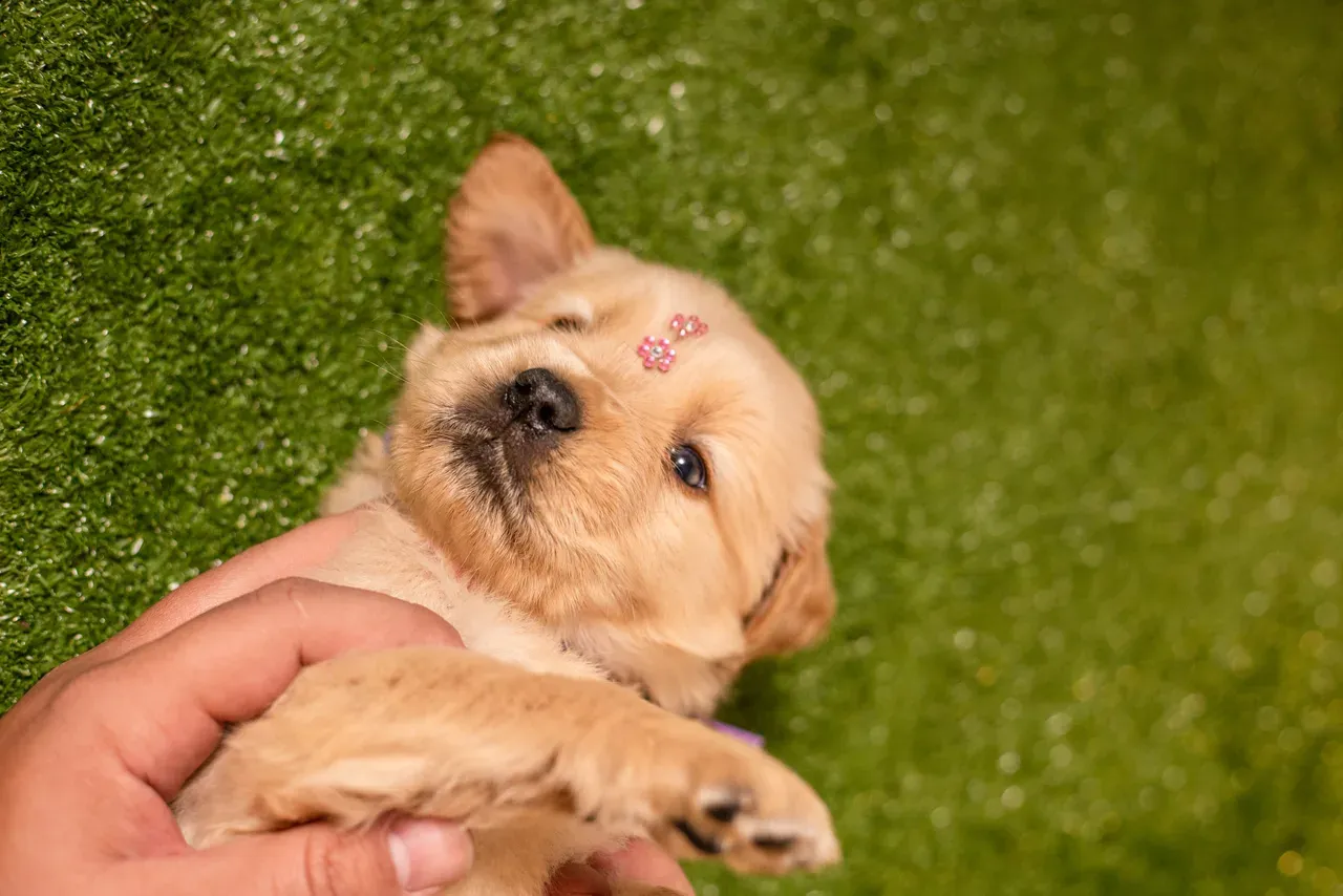 Filhote de golden retriever deitado numa mão, olhando para a câmera